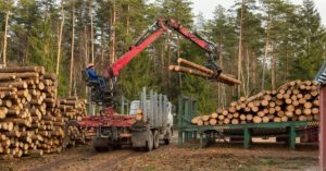 Logger loading wood